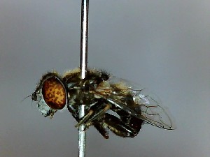  (Eristalinus sepulchralis - SUAL0143)  @13 [ ] CreativeCommons - Attribution (2016) A Lucas Unspecified