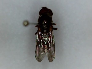  ( - SUAL0192)  @12 [ ] CreativeCommons - Attribution (2016) A Lucas Unspecified