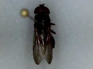  ( - SUAL0193)  @12 [ ] CreativeCommons - Attribution (2016) A Lucas Unspecified