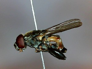  ( - SUAL0193)  @12 [ ] CreativeCommons - Attribution (2016) A Lucas Unspecified