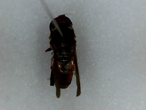  ( - SUAL0194)  @12 [ ] CreativeCommons - Attribution (2016) A Lucas Unspecified