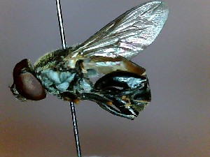  ( - SUAL0194)  @12 [ ] CreativeCommons - Attribution (2016) A Lucas Unspecified