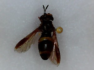  ( - SUAL0227)  @12 [ ] CreativeCommons - Attribution (2016) A Lucas Swansea University