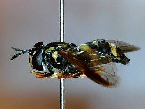  ( - SUAL0227)  @12 [ ] CreativeCommons - Attribution (2016) A Lucas Swansea University