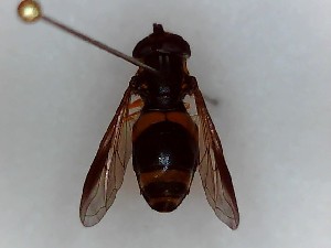  ( - SUAL0229)  @12 [ ] CreativeCommons - Attribution (2016) A Lucas Swansea University