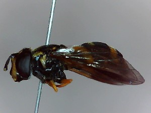  ( - SUAL0229)  @12 [ ] CreativeCommons - Attribution (2016) A Lucas Swansea University