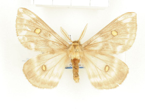  ( - CTBB-1402)  @14 [ ] Copyright (2014) Thierry Bouyer Research Collection of RBINS