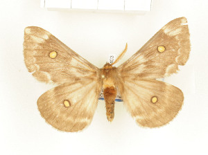  ( - CTBB-1403)  @14 [ ] Copyright (2014) Thierry Bouyer Research Collection of RBINS
