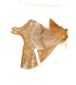  ( - CTBB-1409)  @12 [ ] Copyright (2014) Thierry Bouyer Research Collection of RBINS