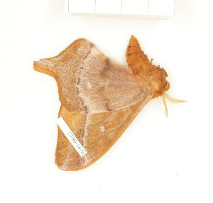  ( - CTBB-1410)  @12 [ ] Copyright (2014) Thierry Bouyer Research Collection of RBINS
