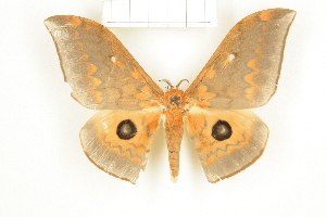  ( - CTBB-1442)  @13 [ ] Copyright (2014) Thierry Bouyer Research Collection of RBINS