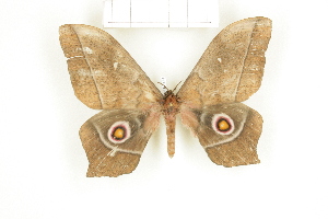  ( - CTBB-1444)  @13 [ ] Copyright (2014) Thierry Bouyer Research Collection of RBINS