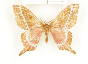  ( - CTBB-1446)  @12 [ ] Copyright (2014) Thierry Bouyer Research Collection of RBINS