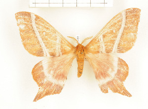  ( - CTBB-1456)  @12 [ ] Copyright (2014) Thierry Bouyer Research Collection of RBINS