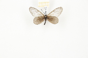  (Acraea cinerea - CTBB-1875)  @12 [ ] Copyright © (2014) Unspecified collection Th. Bouyer