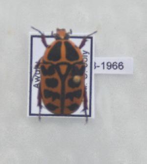  (Pachnoda cordata - CTBB-1966)  @13 [ ] Copyright © (2017) Claude Joly Research Collection of Claude Joly