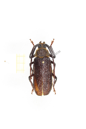  (Erioderus candezei - CTBB-2036)  @14 [ ] Copyright © (2017) Thierry Bouyer Research Collection of Thierry Bouyer