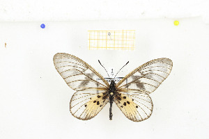  ( - CTBB-2144)  @12 [ ] Copyright © (2017) Thierry Bouyer Research Collection of Nicolas Schiltz