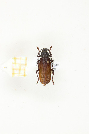  (Prionotoma shillingsi - CTBB-2193)  @11 [ ] Copyright © (2017) Thierry Bouyer Research Collection of Thierry Bouyer