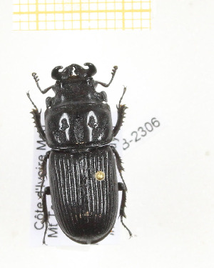  ( - CTBB-2306)  @11 [ ] Copyright © (2018) Th. Bouyer Research Collection of Thierry Bouyer