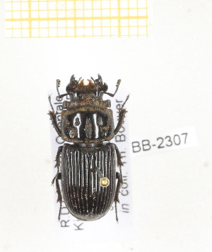  ( - CTBB-2307)  @11 [ ] Copyright © (2018) Th. Bouyer Research Collection of Thierry Bouyer
