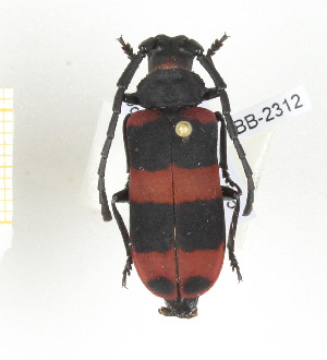  ( - CTBB-2312)  @11 [ ] Copyright © (2018) Th. Bouyer Research Collection of Thierry Bouyer