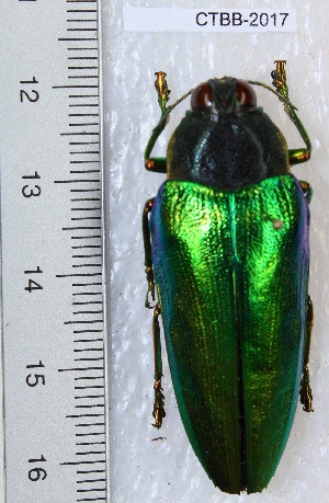  (Chrysaspis viridipennis - CTBB-2339)  @11 [ ] Copyright © (2018) Philippe Leonard Research Collection of Philippe Léonard