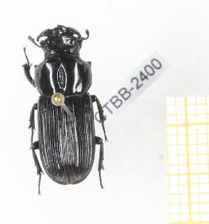  (Nigidius laticornis - CTBB-2400)  @11 [ ] Copyright © (2018) Th. Bouyer Research Collection of Thierry Bouyer