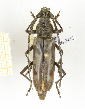  (Pachydissus sp. 2 - CTBB-2413)  @11 [ ] Copyright © (2018) Th. Bouyer Research Collection of Thierry Bouyer