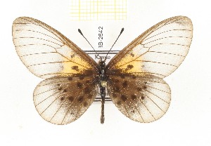  (Acraea kraka - CTBB-2642)  @11 [ ] Copyright © (2019) Thierry Bouyer Research Collection of Thierry Bouyer
