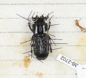  (Nigidius mazoensis - CTBB-2702)  @11 [ ] Copyright © (2019) Thierry Bouyer Research Collection of Thierry Bouyer