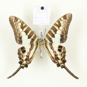  (Graphium sp. TBO1 - CTBB-2806)  @11 [ ] Copyright © (2018) Thierry Bouyer Research Collection of Thierry Bouyer