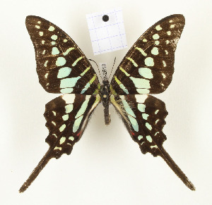  (Graphium bouyeri - CTBB-2813)  @11 [ ] Copyright © (2018) Thierry Bouyer Research Collection of Thierry Bouyer