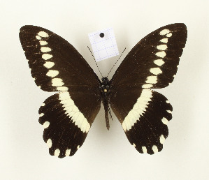  (Papilio gallienus - CTBB-2828)  @11 [ ] Copyright © (2018) Thierry Bouyer Research Collection of Thierry Bouyer