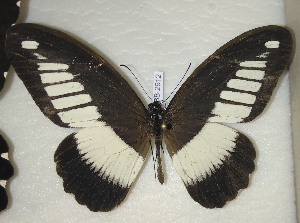  (Papilio cynorta - CTBB-2912)  @11 [ ] Copyright © (2018) Thierry Bouyer Research Collection of Thierry Bouyer