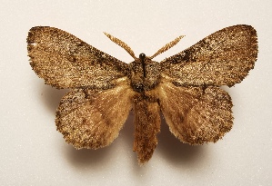  ( - CTBB-3075)  @11 [ ] Copyright © (2018) A.Cipolla Research Collection of Alexandre Cipolla