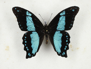  (Papilio sosia - CTBB-3238)  @11 [ ] Copyright © (1986) Th. Bouyer Research Collection of Thierry Bouyer