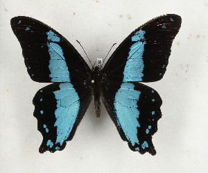  (Papilio chrapkowskoides - CTBB-3239)  @11 [ ] Copyright © (1987) Th. Bouyer Research Collection of Thierry Bouyer