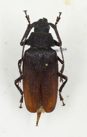  (Prionotoma mixta - CTBB-3263)  @11 [ ] Copyright © (2011) Th. Bouyer Research Collection of Thierry Bouyer
