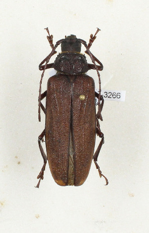  ( - CTBB-3266)  @11 [ ] Copyright © (2014) Th. Bouyer Research Collection of Thierry Bouyer