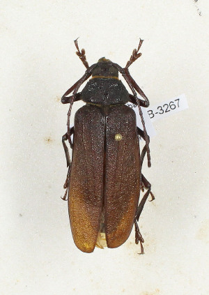  ( - CTBB-3267)  @11 [ ] Copyright © (2015) Th. Bouyer Research Collection of Thierry Bouyer
