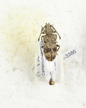  ( - CTBB-3386)  @11 [ ] Copyright © (2021) Th. Bouyer Research Collection of Thierry Bouyer