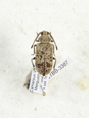  ( - CTBB-3387)  @11 [ ] Copyright © (2021) Th. Bouyer Research Collection of Thierry Bouyer