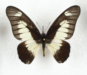  (Graphium auriger - CTBB-3580)  @11 [ ] Copyright © (2023) Th. Bouyer Research Collection of Thierry Bouyer