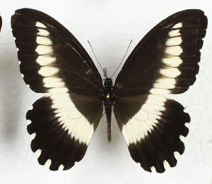  (Papilio cypraeofila - CTBB-3585)  @11 [ ] Copyright © (2023) Th. Bouyer Research Collection of Thierry Bouyer