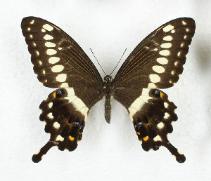  (Papilio lormieri - CTBB-3586)  @11 [ ] Copyright © (2023) Th. Bouyer Research Collection of Thierry Bouyer