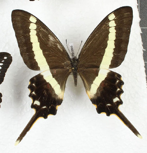  (Graphium illyris - CTBB-3589)  @11 [ ] Copyright © (2023) Th. Bouyer Research Collection of Thierry Bouyer