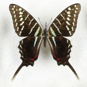  (Graphium colonna - CTBB-3604)  @11 [ ] Copyright © (2023) Th. Bouyer Research Collection of Thierry Bouyer