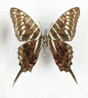  (Graphium colonna - CTBB-3605)  @11 [ ] Copyright © (2023) Th. Bouyer Research Collection of Thierry Bouyer