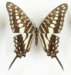  (Graphium porthaon - CTBB-3607)  @11 [ ] Copyright © (2023) Th. Bouyer Research Collection of Thierry Bouyer
